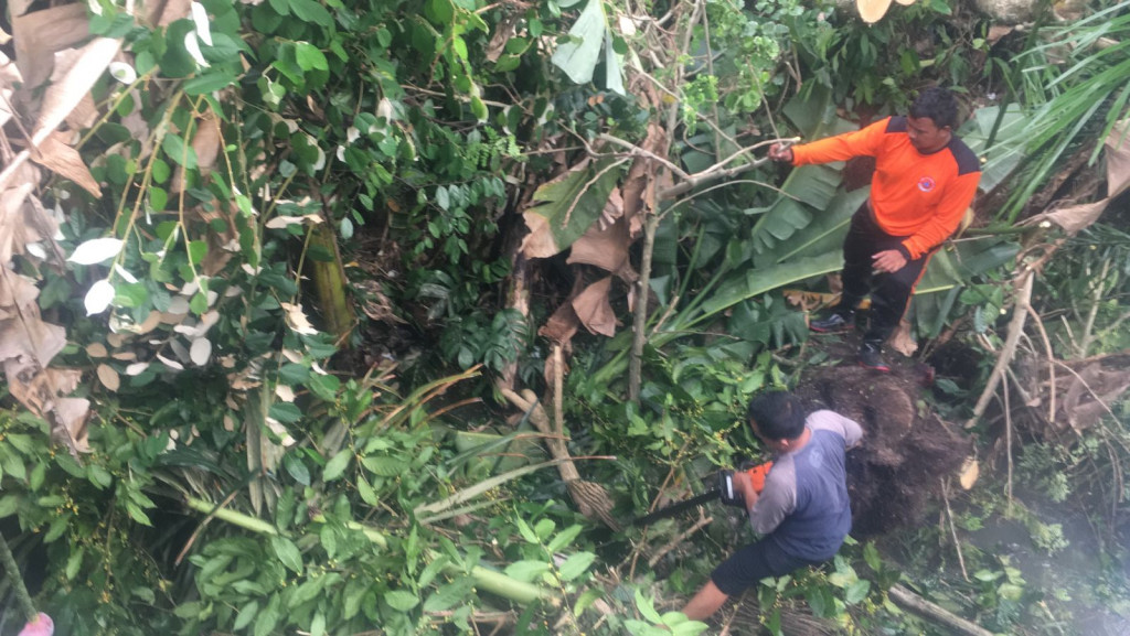 Pohon Tumbang di Jalan Pande, Banjar Pande, Desa Abiansemal, Kecamatan Abiansemal Tanggal 19 Januari 2022